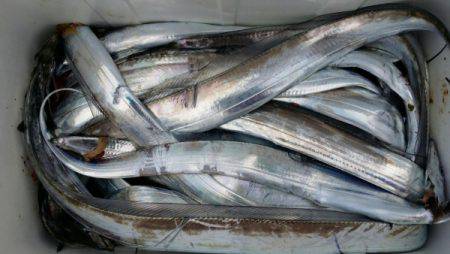 オーフリー 釣果