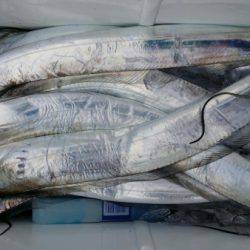 オーフリー 釣果