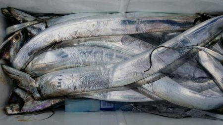 オーフリー 釣果