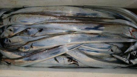 オーフリー 釣果