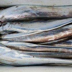 オーフリー 釣果