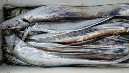 オーフリー 釣果