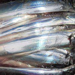 松本釣船２ 釣果