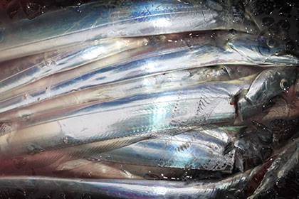 松本釣船２ 釣果