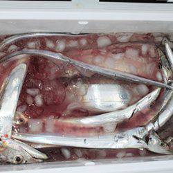 松本釣船２ 釣果