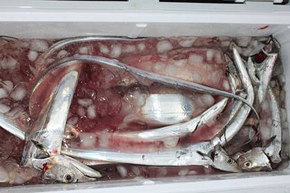 松本釣船２ 釣果