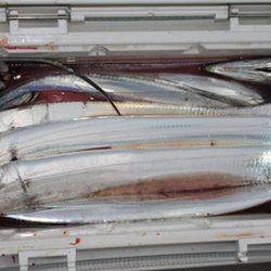 松本釣船２ 釣果