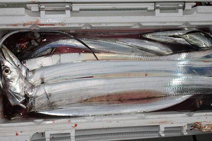 松本釣船２ 釣果