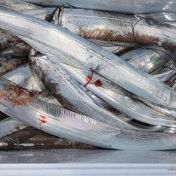 松本釣船２ 釣果