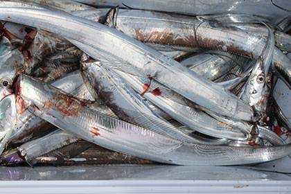 松本釣船２ 釣果