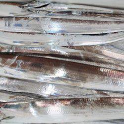 松本釣船２ 釣果