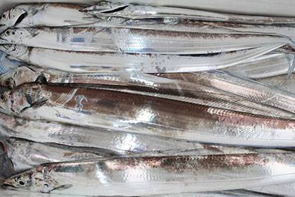 松本釣船２ 釣果