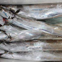 松本釣船２ 釣果