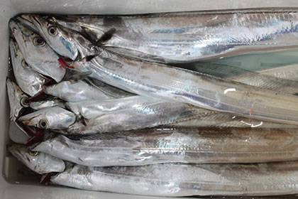 松本釣船２ 釣果