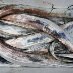 オーフリー 釣果