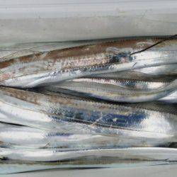 オーフリー 釣果