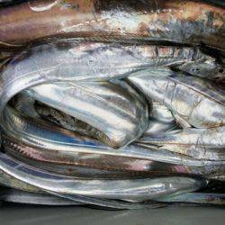 オーフリー 釣果