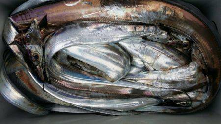 オーフリー 釣果