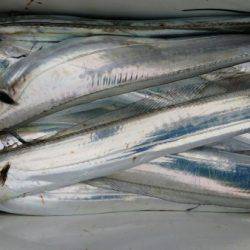 オーフリー 釣果