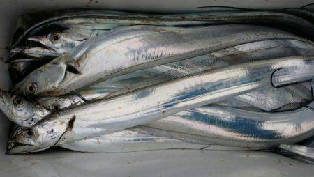 オーフリー 釣果