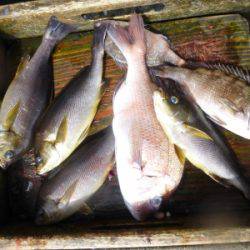 海釣り公園みかた 釣果