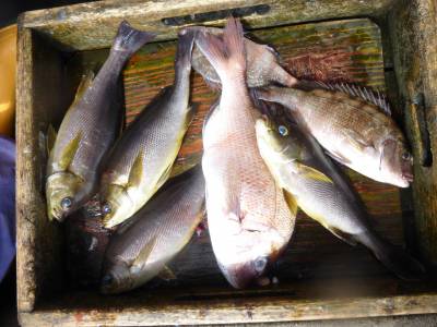 海釣り公園みかた 釣果
