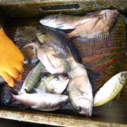 海釣り公園みかた 釣果