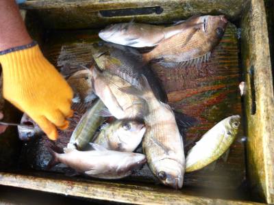 海釣り公園みかた 釣果