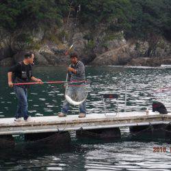 松名瀬フィッシングパーク 釣果