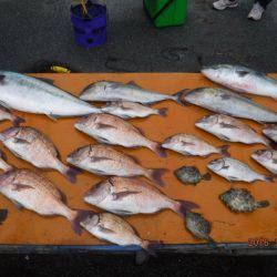 松名瀬フィッシングパーク 釣果