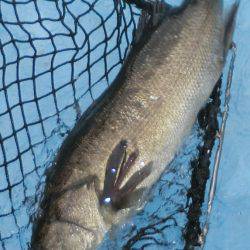 松名瀬フィッシングパーク 釣果