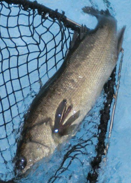 松名瀬フィッシングパーク 釣果