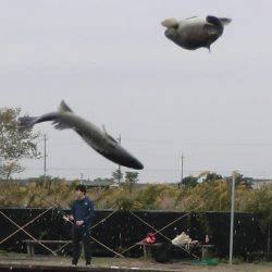 松名瀬フィッシングパーク 釣果