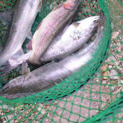 みどりフィッシングエリア 釣果