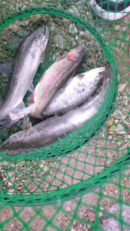 みどりフィッシングエリア 釣果