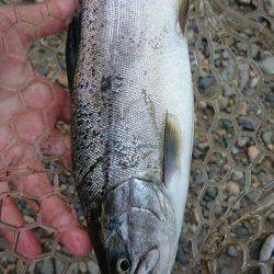 みどりフィッシングエリア 釣果