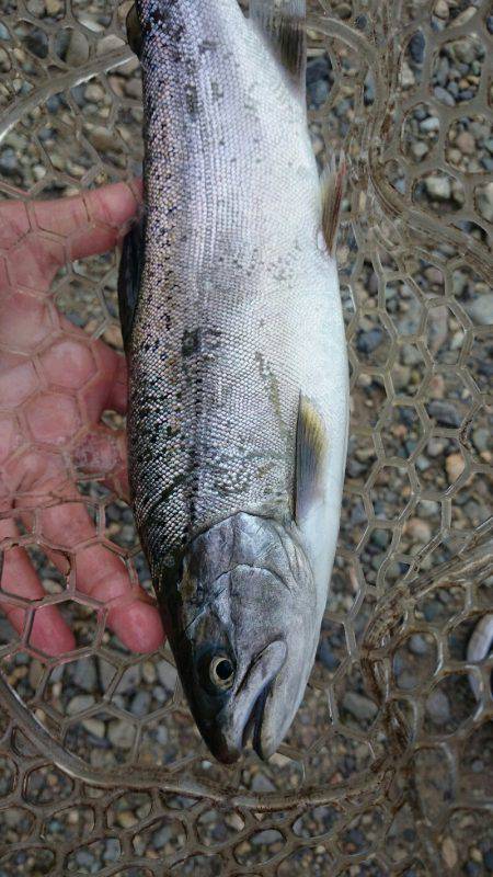 みどりフィッシングエリア 釣果