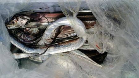 オーフリー 釣果