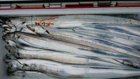 オーフリー 釣果