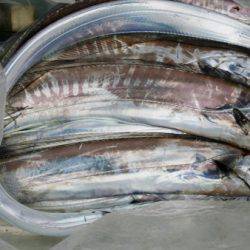 オーフリー 釣果