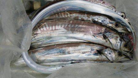 オーフリー 釣果