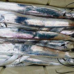 オーフリー 釣果