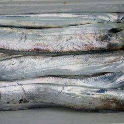 オーフリー 釣果