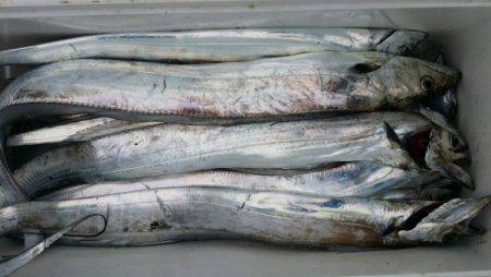 オーフリー 釣果