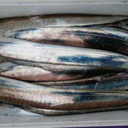 オーフリー 釣果