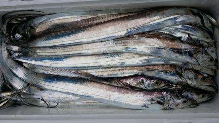 オーフリー 釣果