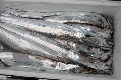 松本釣船２ 釣果