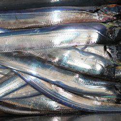 松本釣船2 釣果