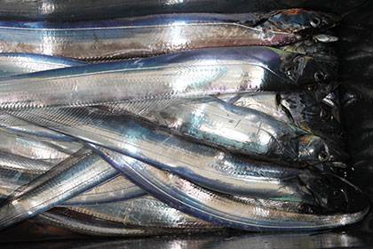 松本釣船2 釣果