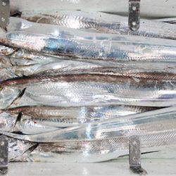 松本釣船2 釣果